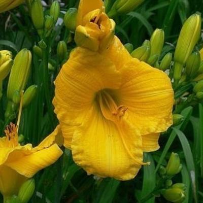 Hemerocallis 'Texas Sunlight' - 