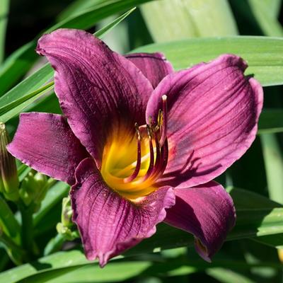 Hemerocallis 'Purple Rain' - 