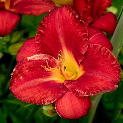 Hemerocallis 'Charles Johnston' - 