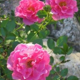 Rosa 'Zwergkönigin 82'