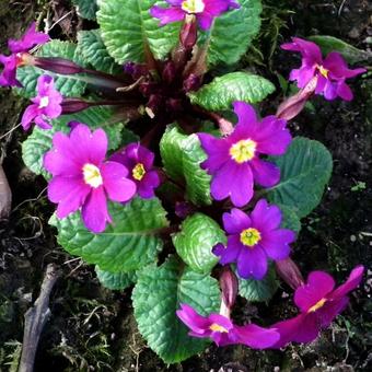 Primula 'Wanda'