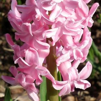 Hyacinthus