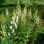 Aconitum napellus 'Album' - Aconitum napellus 'Album'