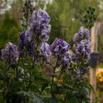 Aconitum carmichaelii 'Cloudy' - 