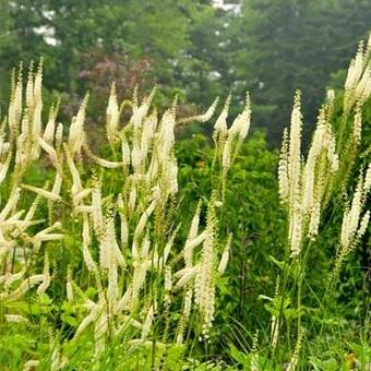 Actaea racemosa