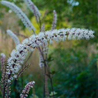 Actaea simplex 'Pink Spike'