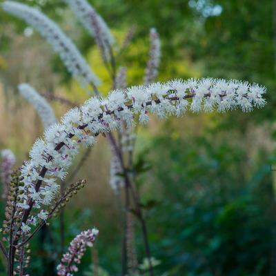 Actaea simplex 'Pink Spike' - Actaea simplex 'Pink Spike'