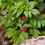 Actaea rubra - Rotfrüchtiges Christophskraut