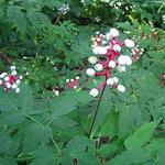 Actaea pachypoda - Weißfrüchtiges Christophskraut