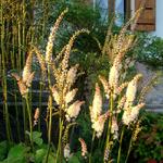 Actaea japonica 'Silver Dance' - Actaea japonica 'Silver Dance'