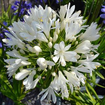 Agapanthus 'White Heaven'