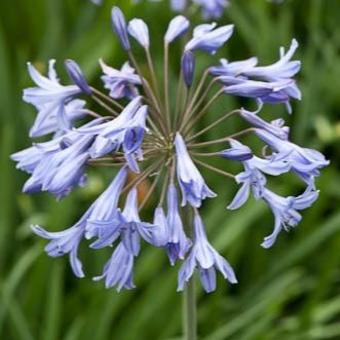 Agapanthus 'Castle of Mey'