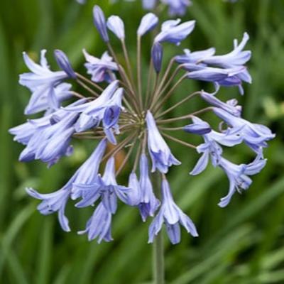 Agapanthus 'Castle of Mey' - 