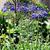 Agapanthus 'Black Pantha'