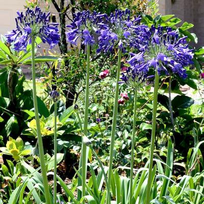 Agapanthus 'Black Pantha' - Agapanthus 'Black Pantha'