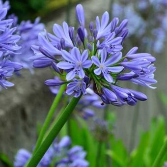 Agapanthus 'Blue Umbrella'