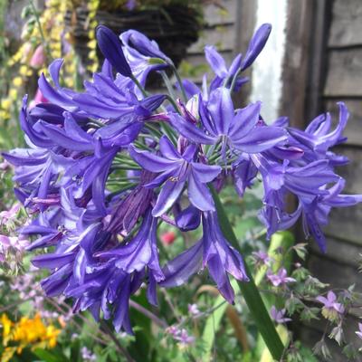 Agapanthus 'Northern Star'