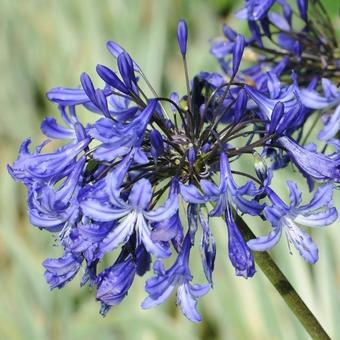 Agapanthus 'Purple Cloud'