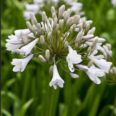 Agapanthus 'Windsor Grey' - Agapanthus 'Windsor Grey'