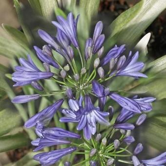 Agapanthus 'Misty Dawn'