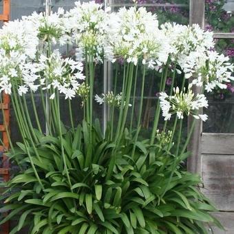 Agapanthus praecox 'Getty White'