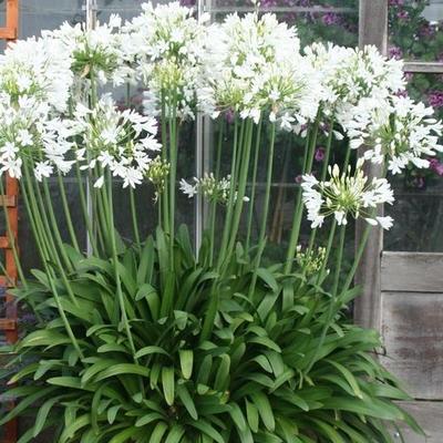 Agapanthus praecox 'Getty White' - 