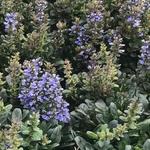 Ajuga reptans 'Blueberry Muffin' - 