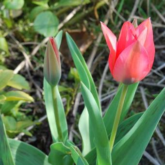 Tulipa greigii 'Toronto'