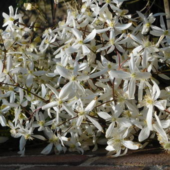 Clematis armandii 'Snowdrift'