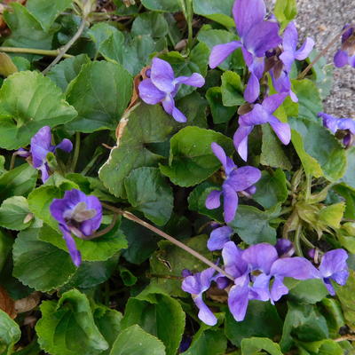 Viola odorata - Duftveilchen - Viola odorata