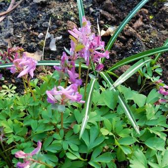 Corydalis solida