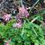 Corydalis solida