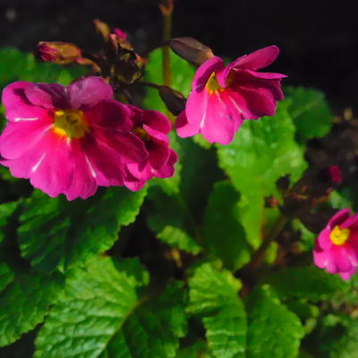 Primula megaseifolia - 