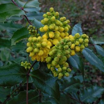 Mahonia aquifolium