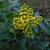 Mahonia aquifolium