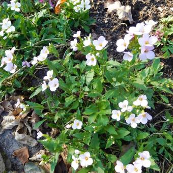 Arabis caucasica 'Snowcap'