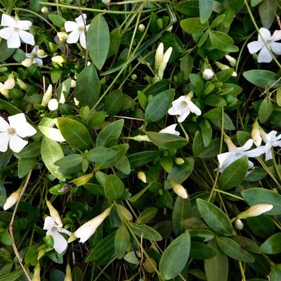 PETITE PERVENCHE, PERVENCHE MINEURE 'GERTRUDE JEKYLL' - Vinca minor 'Gertrude Jekyll'