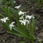 Chionodoxa luciliae 'Alba' - 