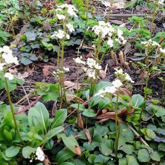 Cardamine trifolia