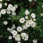 Rosa 'Crystal Fairy' - 