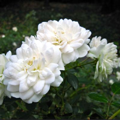 Rosa 'Sea Foam' - Rosa 'Sea Foam'