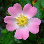 Rosa canina - Hunds-Rose