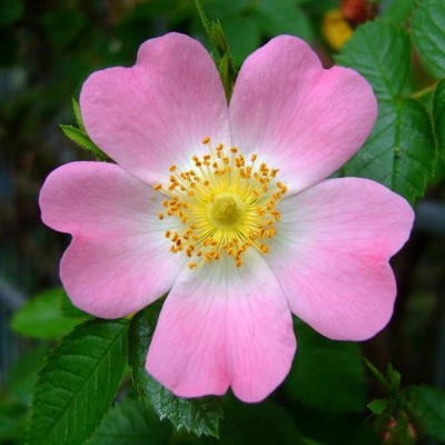 Rosa canina - Rosa canina