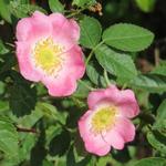 Rosa rubiginosa - Wein-Rose