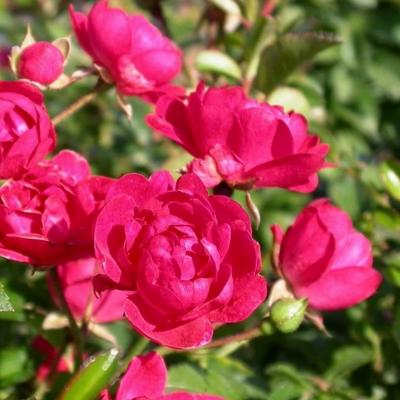 Rosa 'Fairy Queen' - 