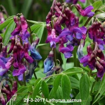 Lathyrus vernus