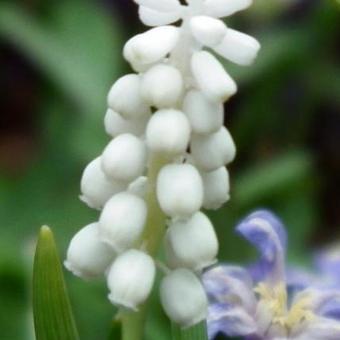 Muscari botryoides 'Album'