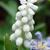 Muscari botryoides 'Album'