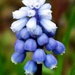 Muscari armeniacum 'Peppermint' - 