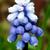 Muscari armeniacum 'Peppermint'